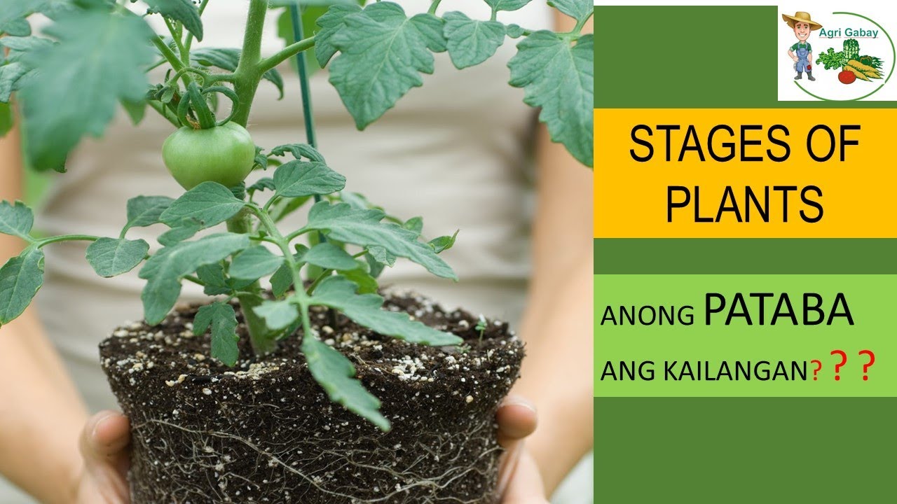 Stages ng Halaman at mga sustansyang Kailangan
