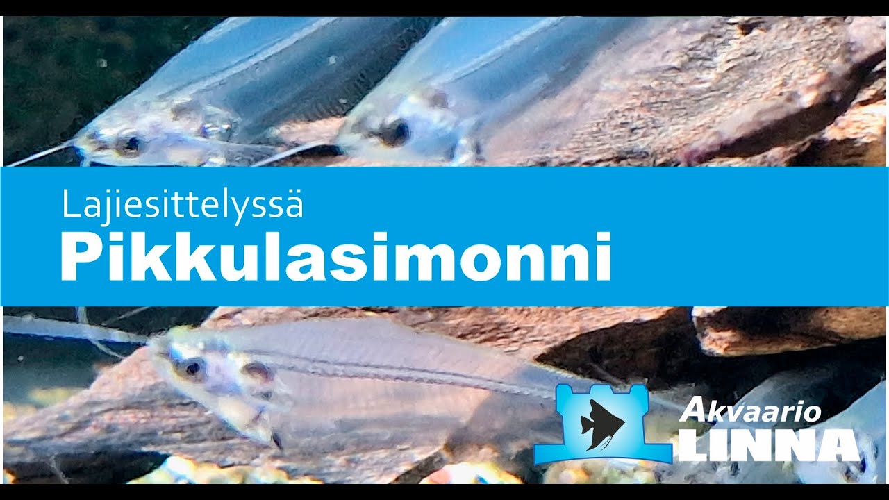 Pikkulasimonni, Kryptopterus vitreolus