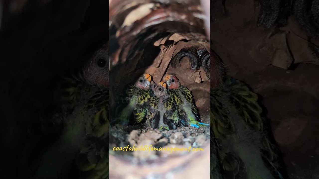 Eastern Rosella Chicks from Egg to Fledge