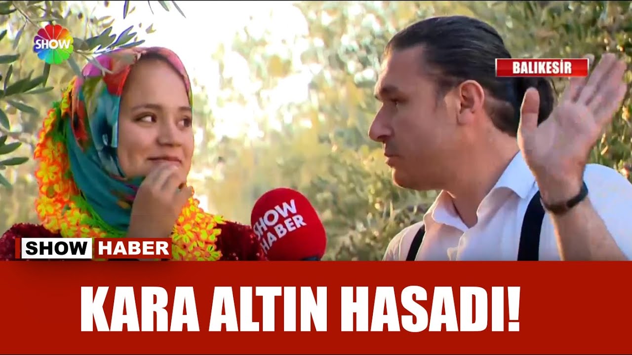Ayvalık'ta zeytin hasadı başladı