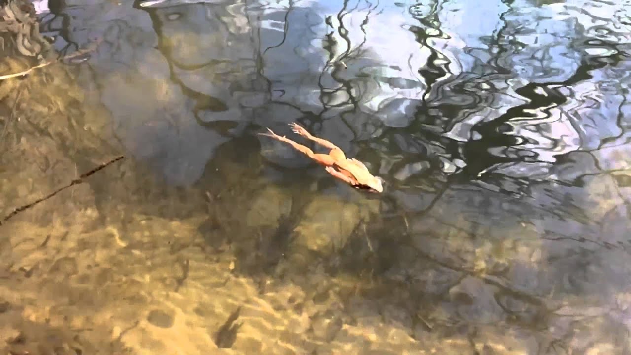 Slow Motion - Frog