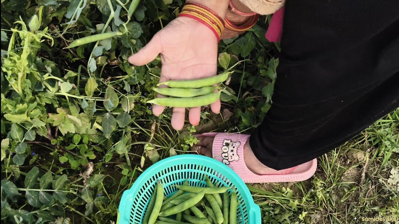 Matar 🫛 hi matar 🫛 big harvest, kitchen garden //organic gardening 