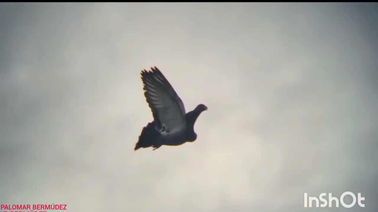 EL CABEZON pichón de este año