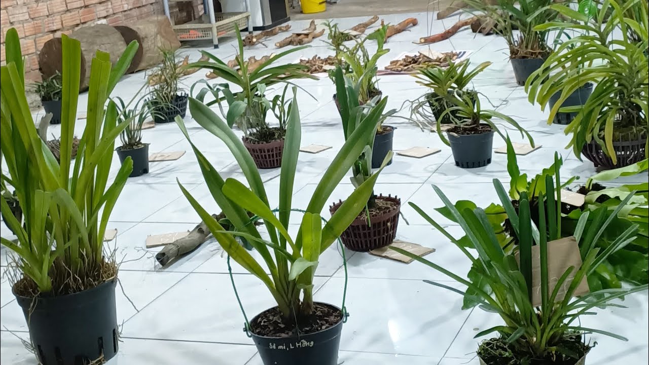 Lan rừng tam nguyên 6/2/26 bao síp LH 0334110946 mời cô chú đăng ký ủng hộ kênh 