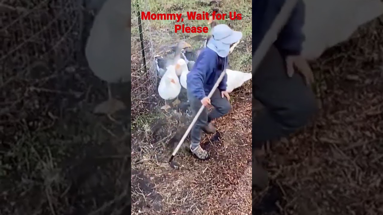 Mommy, Wait for Us Please, 等等我, Embden Geese