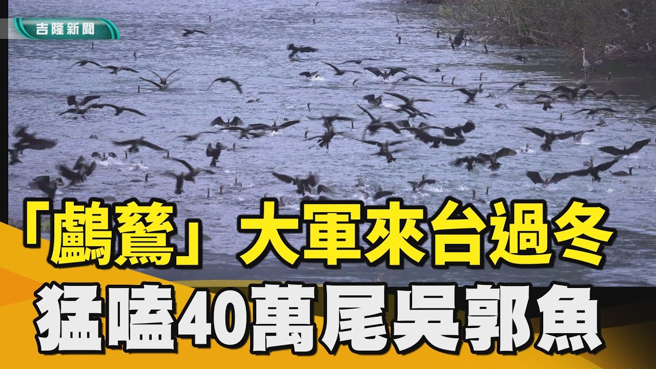 基隆河野鳥｜捕捉奇景!  1500 隻「鸕鶿」大軍   來台過冬