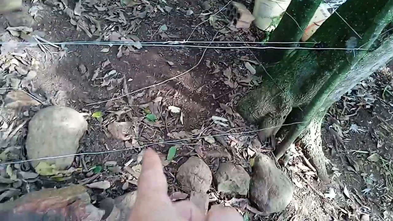 Como fazer cerca elétrica para cachorro, não foge um!
