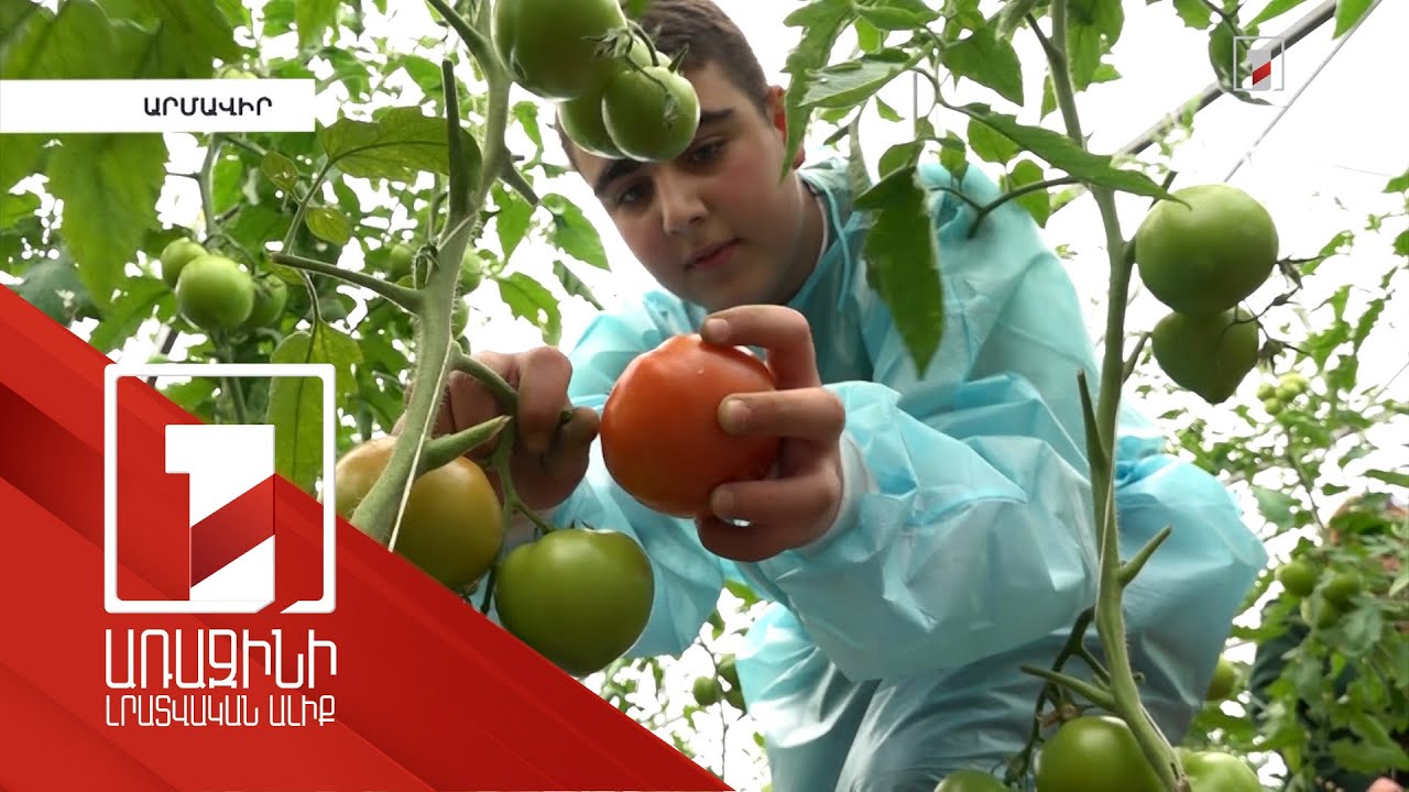 Մեծամորի դպրոցի ջերմատանը երեխաները բույսեր են աճեցնում, առնչվում բերքի քաշին, վաճառքին, եկամուտին