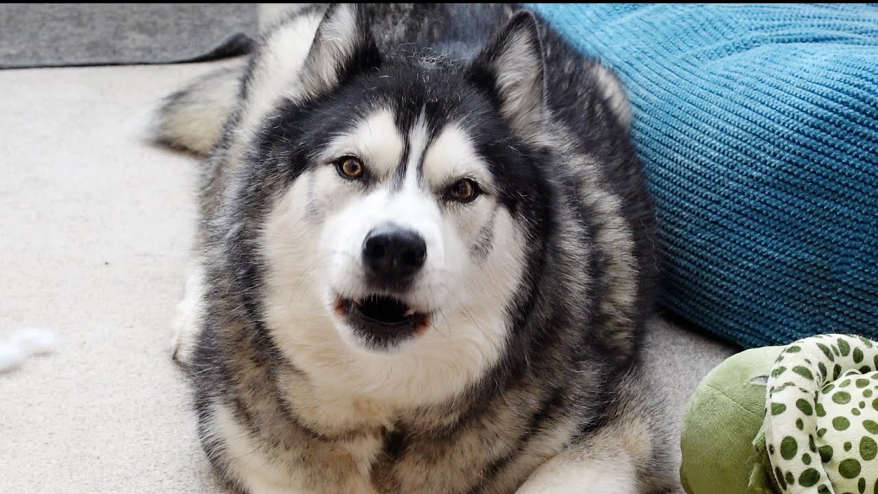 I Caught My Husky RED PAWED!