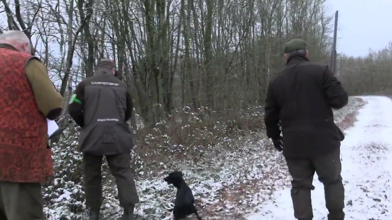 &Aring;rets cocker og springer mesterskab 2022 - Dansk Jagtspaniel Klub_teaser