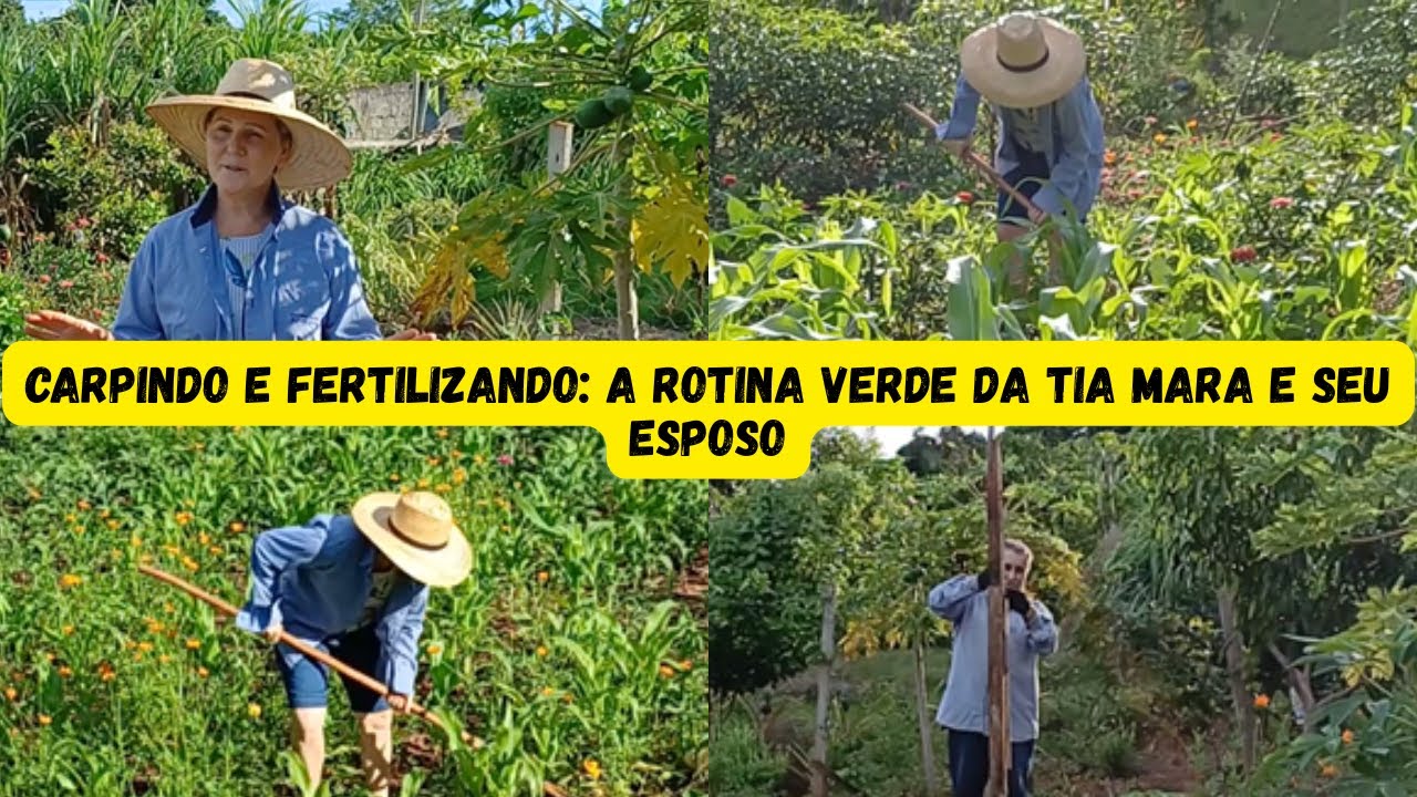 MILHO VERDE E MARACUJÁS: A DUPLA PERFEITA NA CHÁCARA DA TIA MARA!