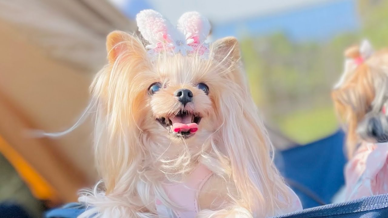 【ヨーキーフェス2023】トラブル続出！1007犬大集合のイベント