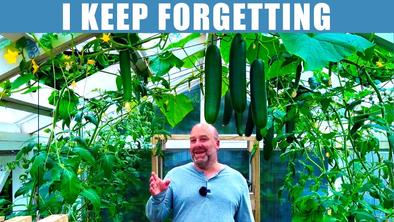Harvesting and Sowing in my Kitchen Garden