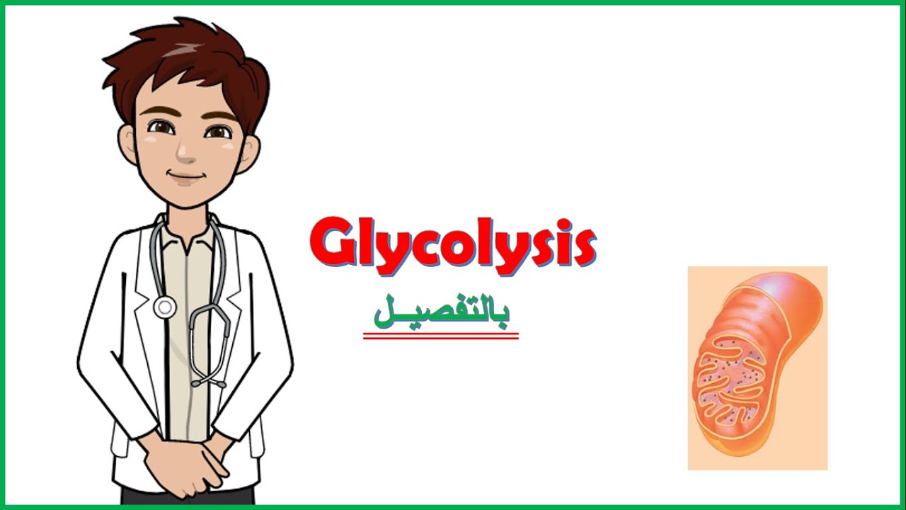 Cellular Respiration | Glycolysis  (important video) - بالعربي
