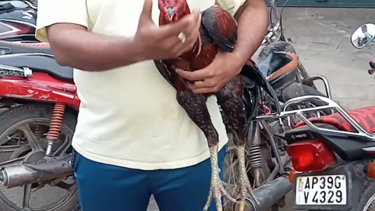 Nellore kollu sale market 11/1/26