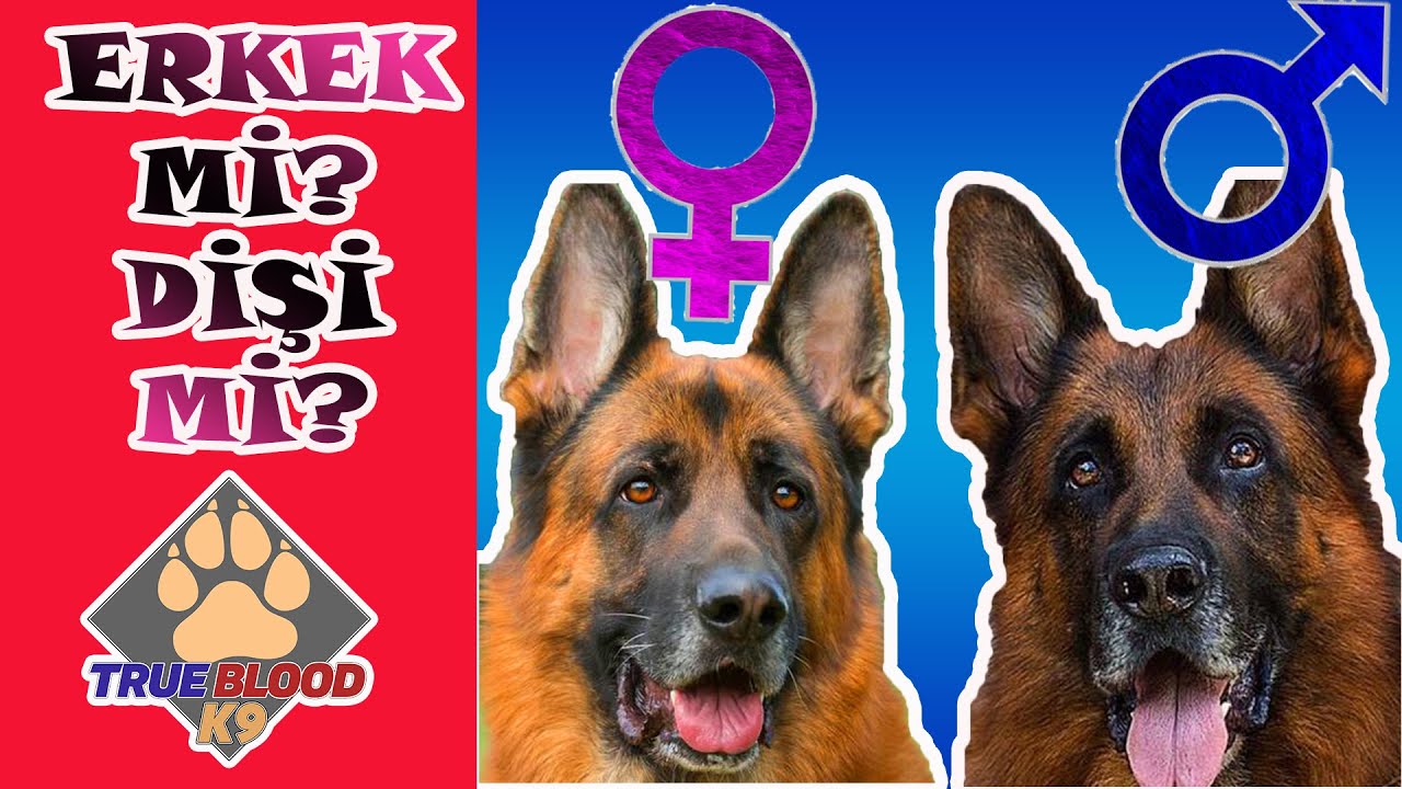 Erkek Köpek Mi? Dişi Köpek Mi? Tercih Edilmeli?