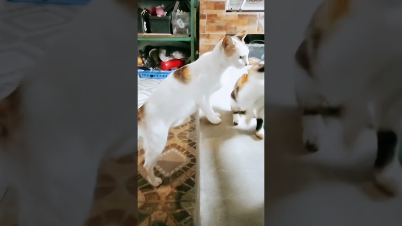 #cat
