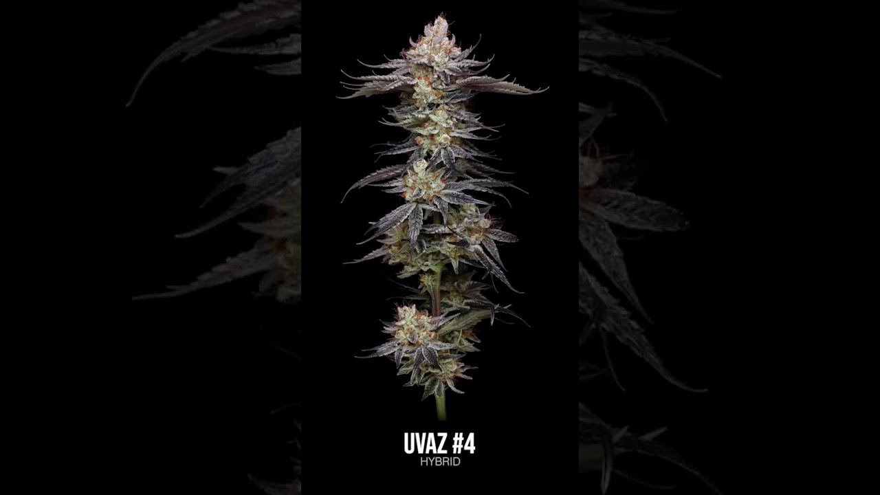 Black Tuna coming through hard with this Uvaz 🍇 (Slapz#2 x Trop Punch) pic by Erik Nugshots