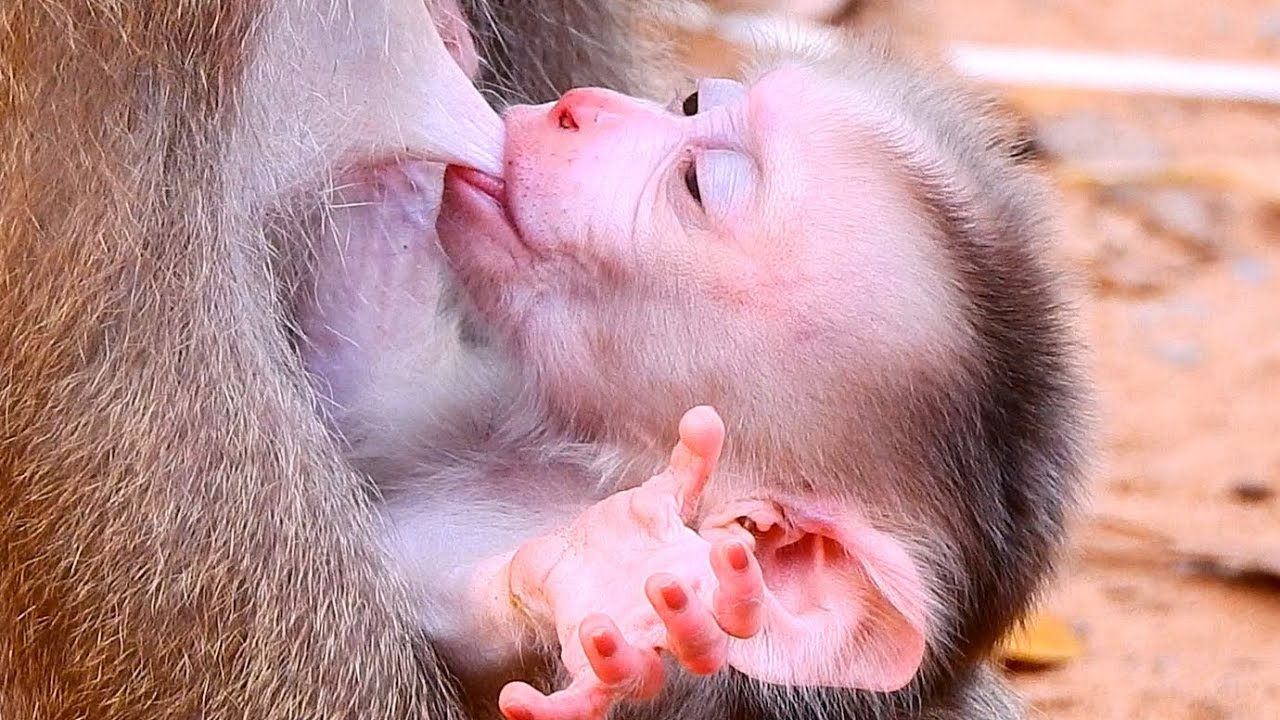 Poor baby Leo fast drink mama milk by hungry