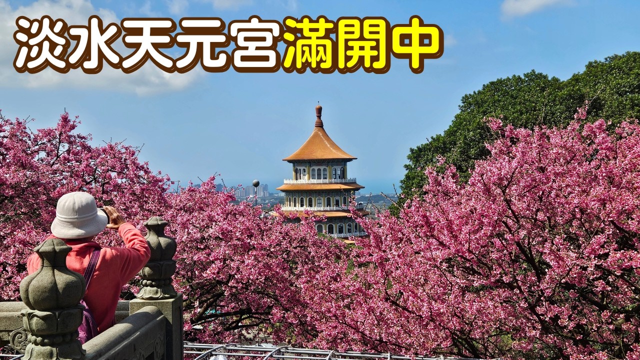 2026淡水天元宮三色櫻滿開現況🌸 後山粉紅花海＋櫻花倒影一次看｜春節走春賞櫻首選｜2026.02.12拍攝｜小莎生活漫旅 LittleSaTravel