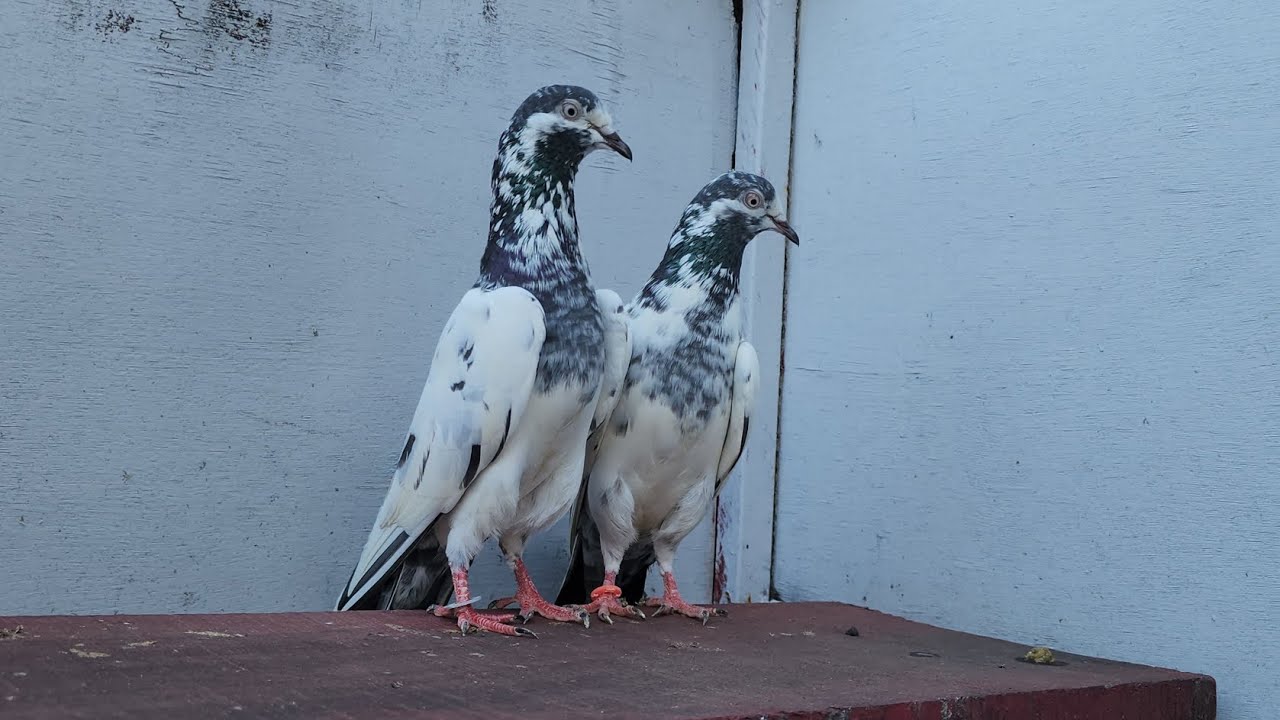 Teddy kabootar #Pigeon Orignal Teddy kabutar 