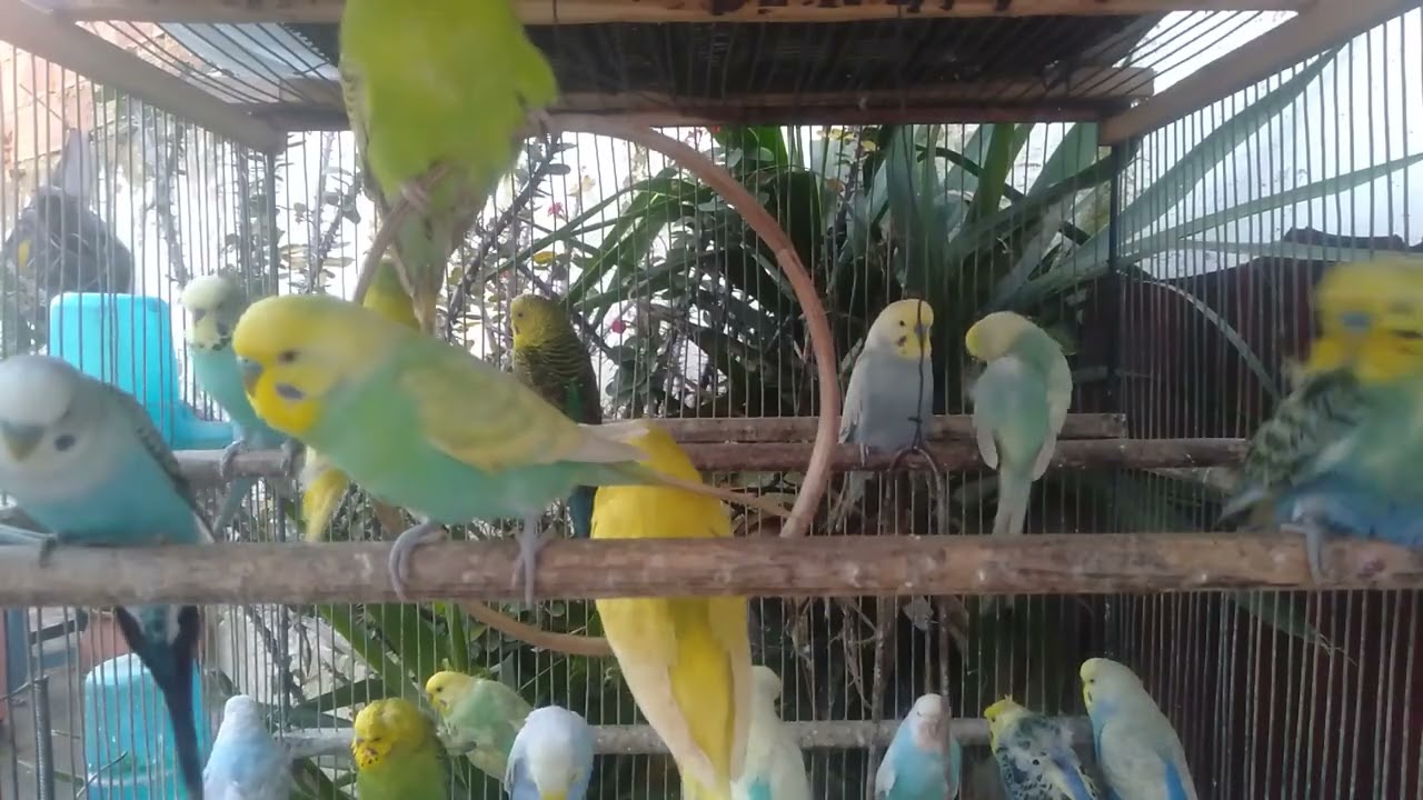 🪺 Budgie Breeding Basics for Responsible Bird Owners