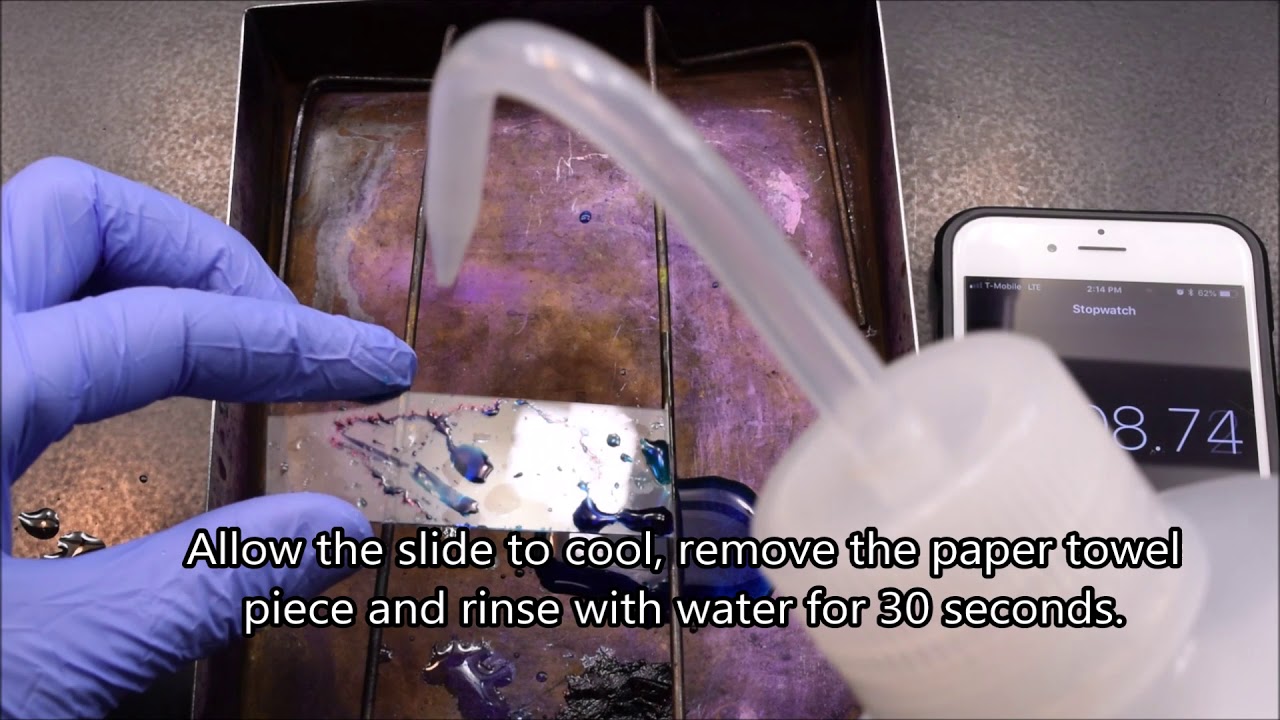 Spore Stain Procedure (Schaeffer-Fulton Method)