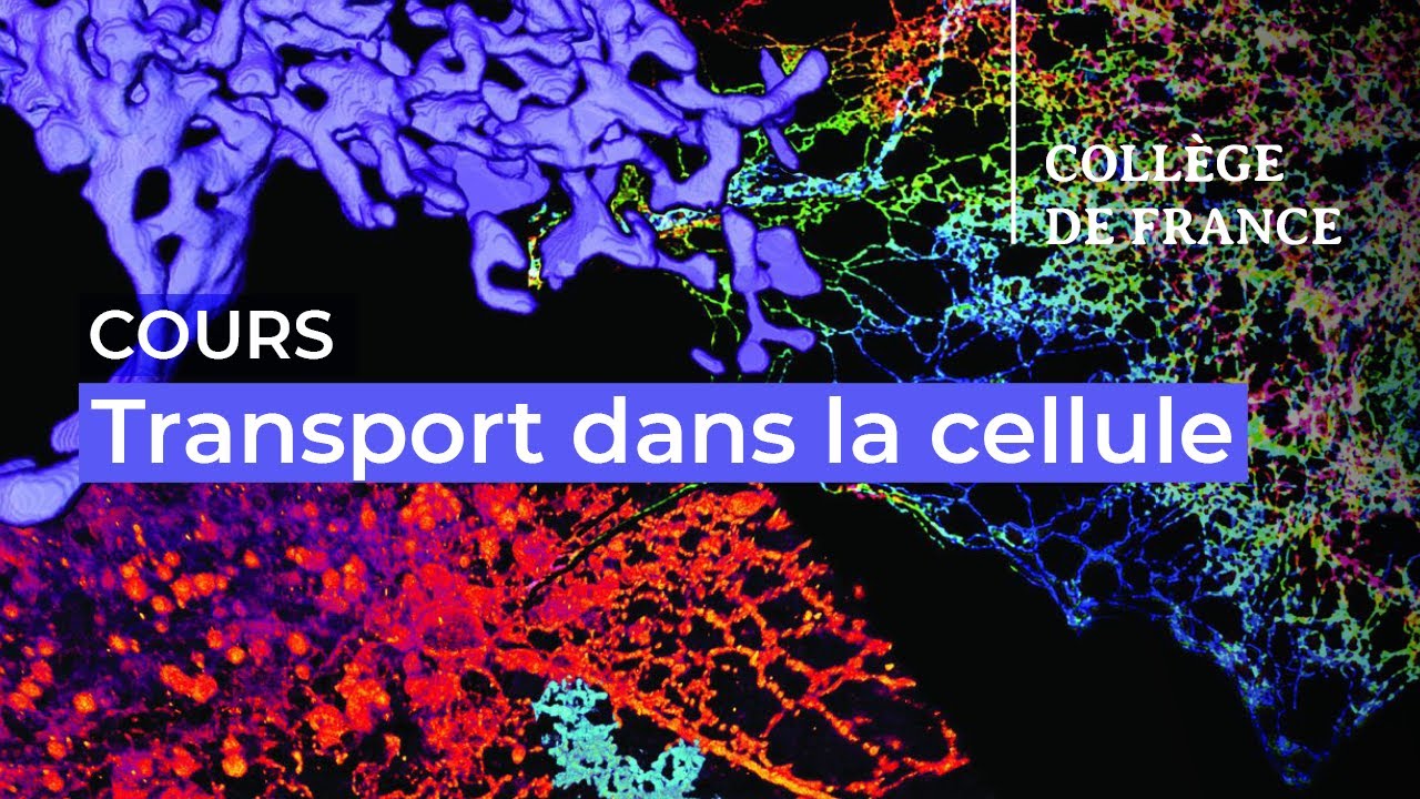 Transport dans la cellule (1) - Jean-François Joanny (2025-2026)