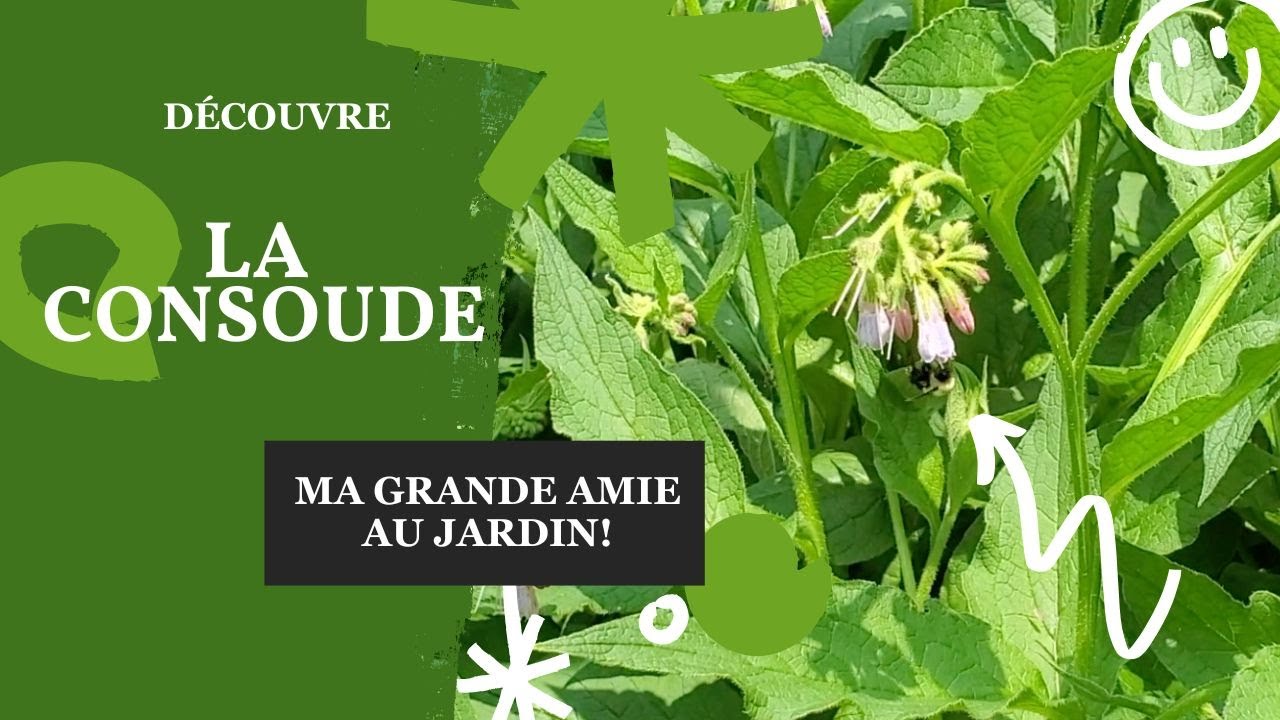 Découvre la consoude, cette grande amie de mon jardin