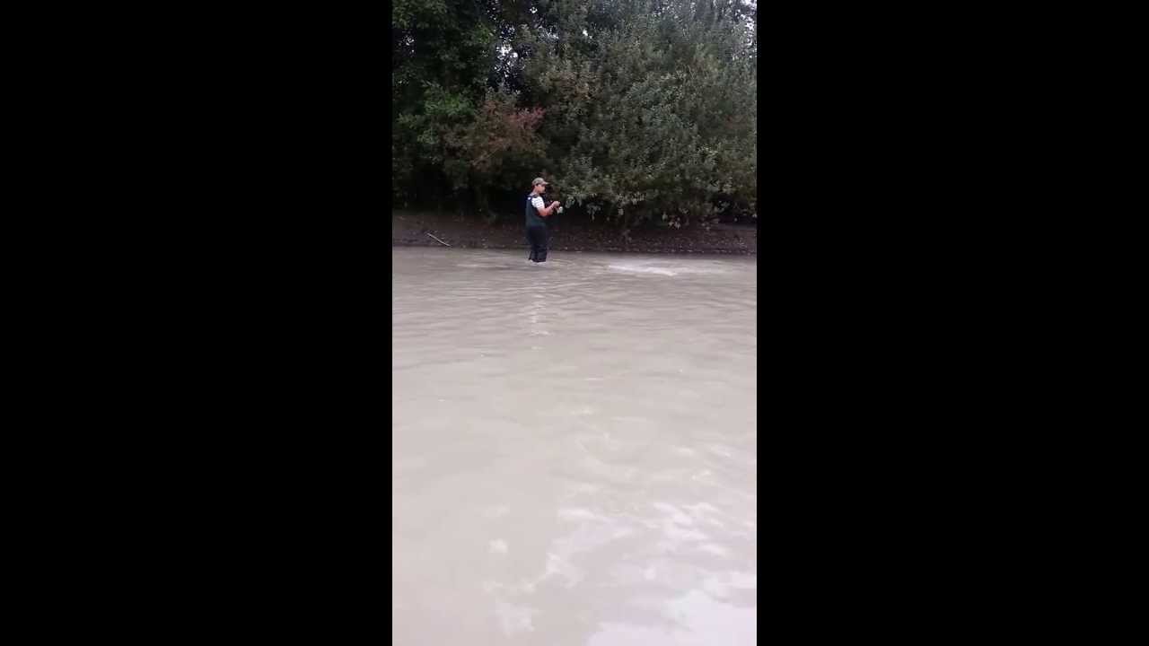 Pink salmon snag and release..mp4