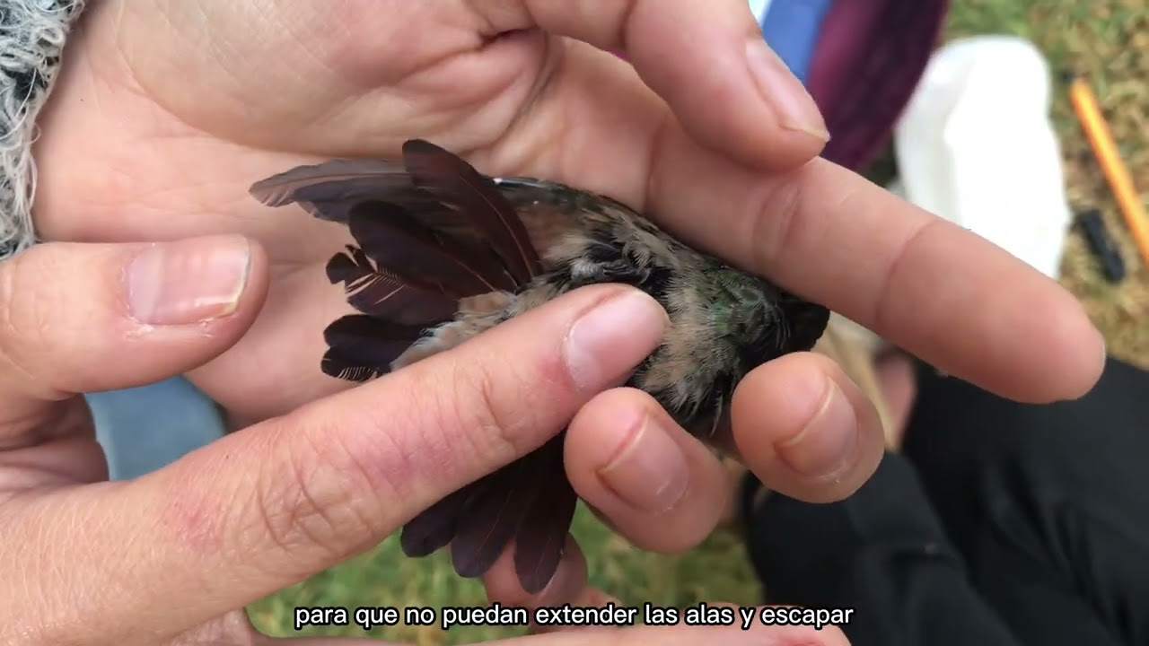 Un poco del manejo de aves