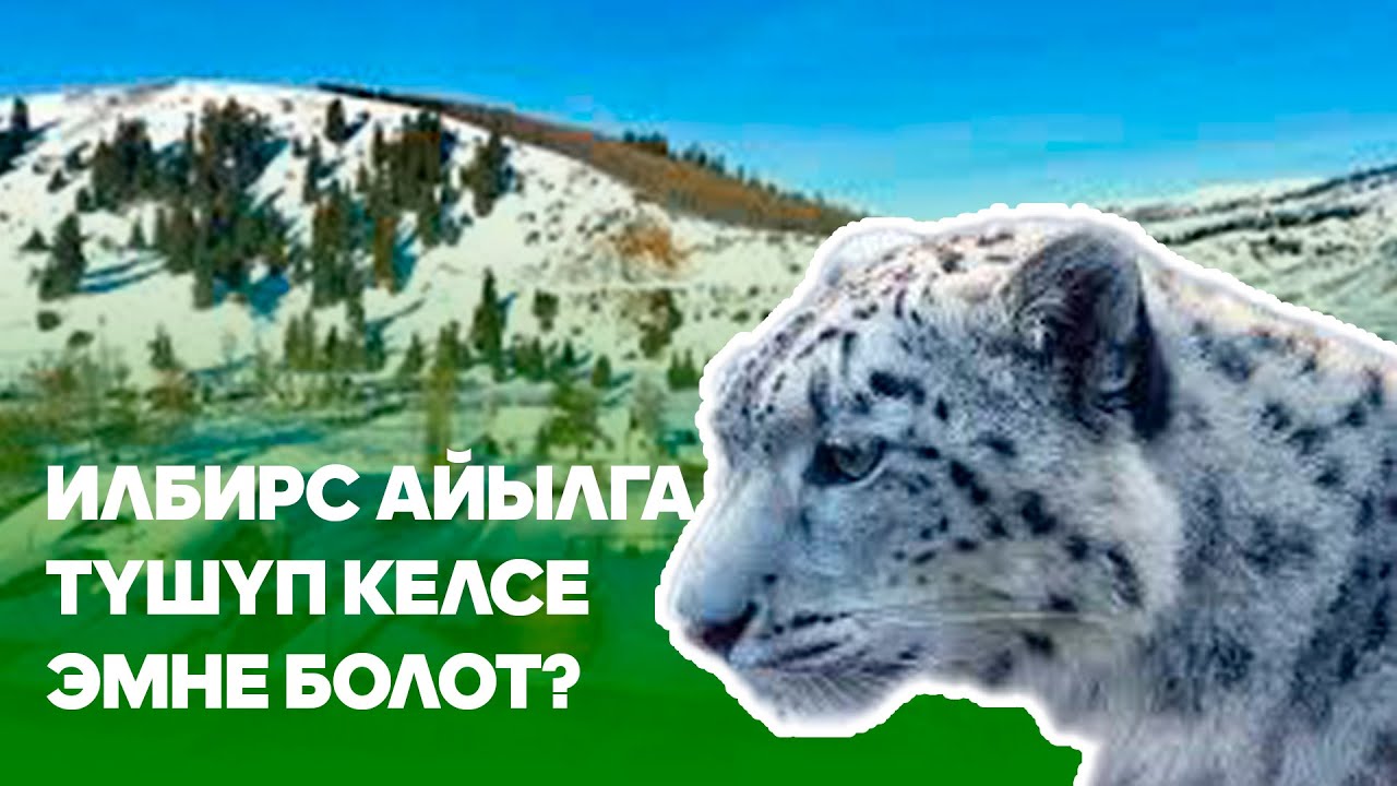 Илбирс айылга түшүп келсе эмне болот?