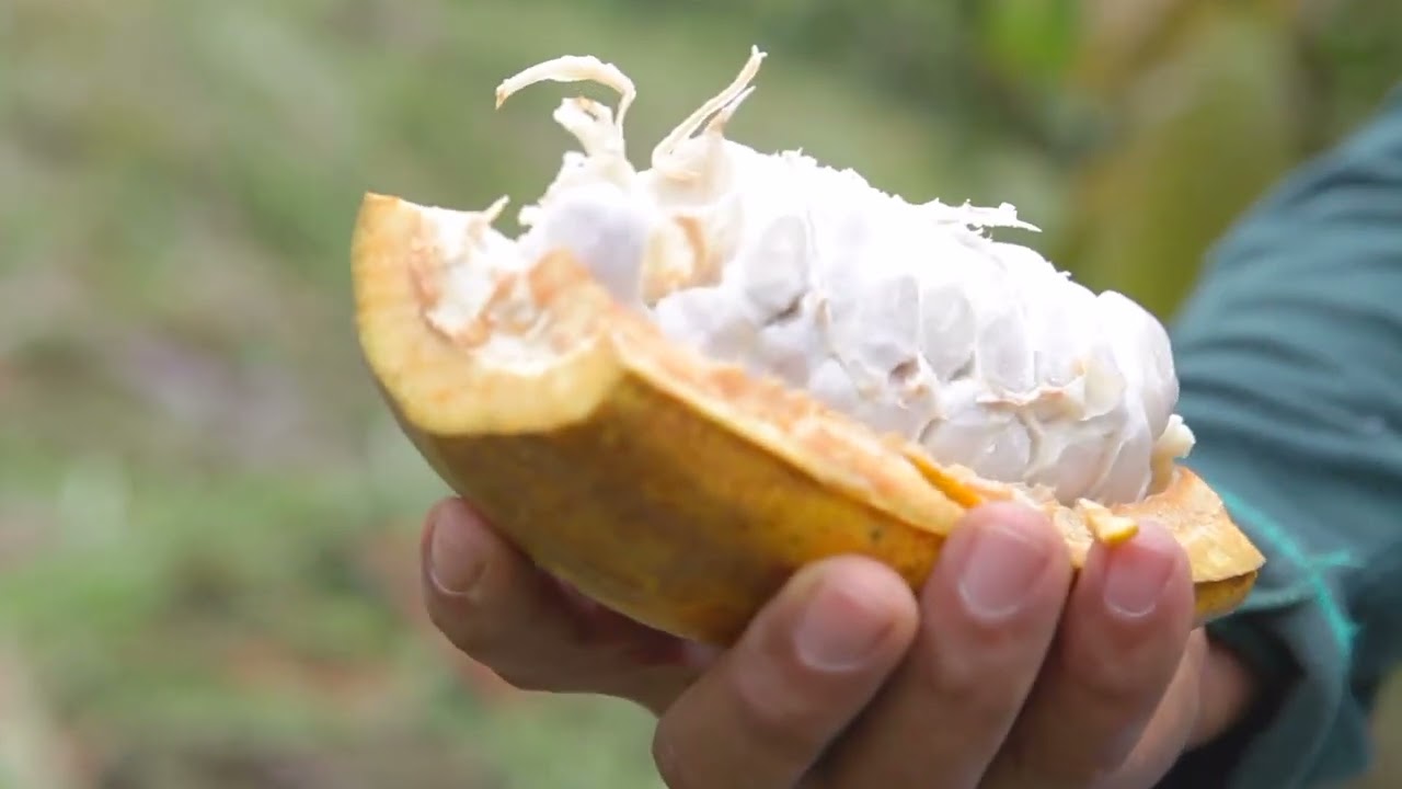 Уголок молодежной культуры – Какао как живое наследие