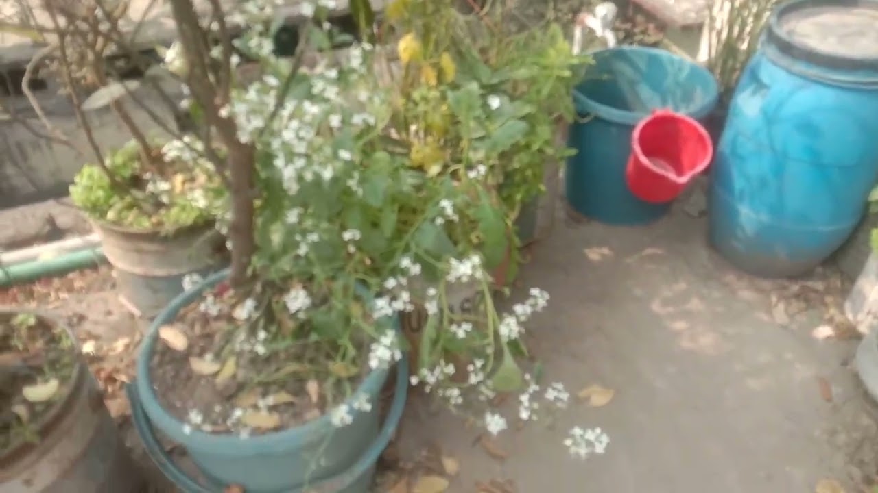 ছাদ বাগানে শীম,টমেটো,পেয়ারা,ডালিম,লেবু,সফেদা ধরেছে।