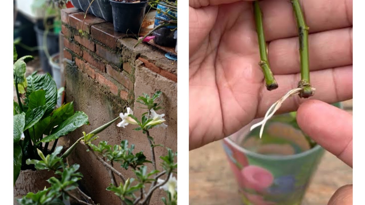  SEGREDO REVELADO COMO ENRAIZAR GALHOS DE PLANTAS