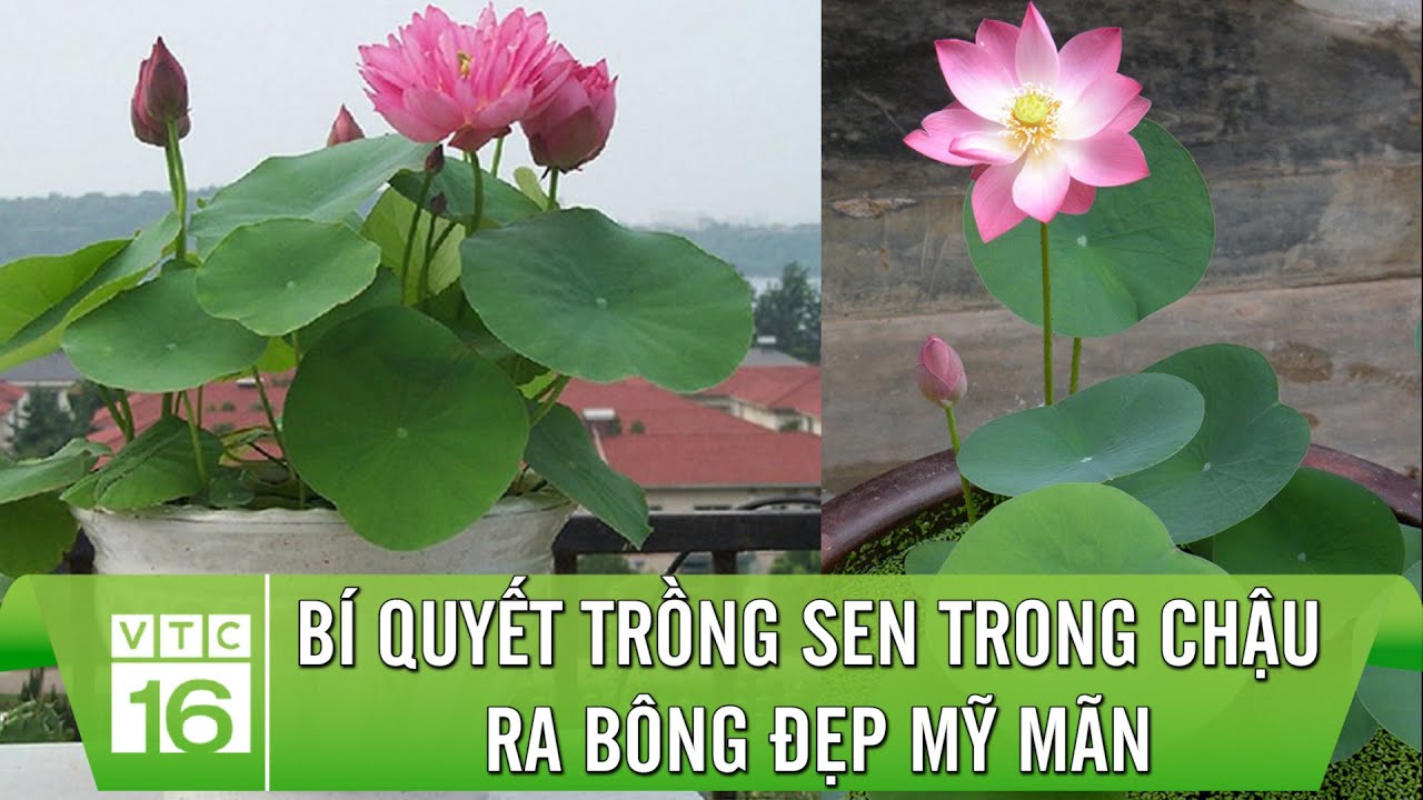 Bí quyết trồng sen trong chậu ra bông đẹp mỹ mãn | VTC16