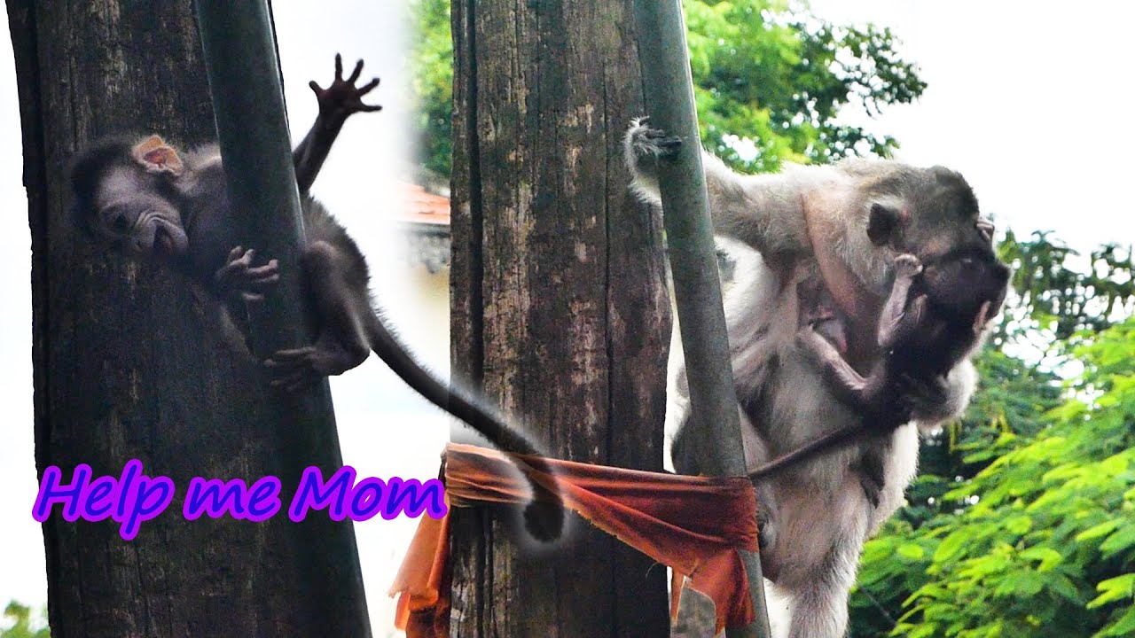 Soon soon...Baby Beca scared when she clung to the iron pole and cried for Berry's mom to help.