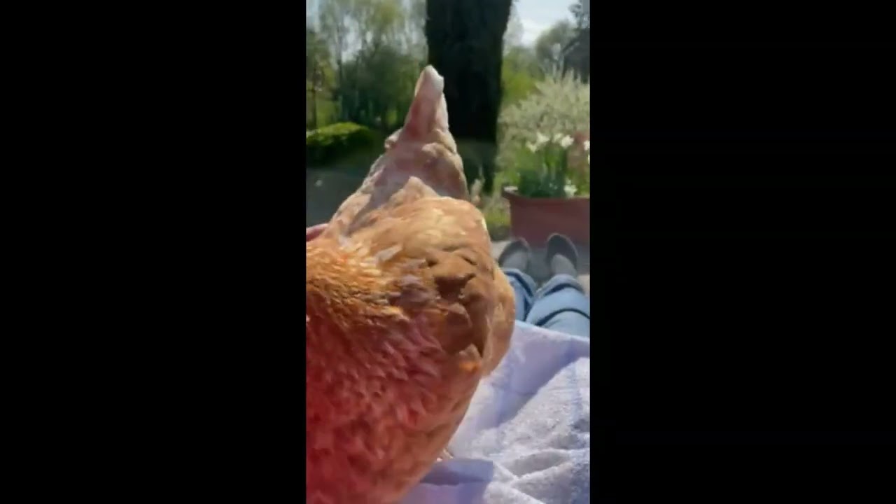 Gerettete Legehenne Dotti kuschelt