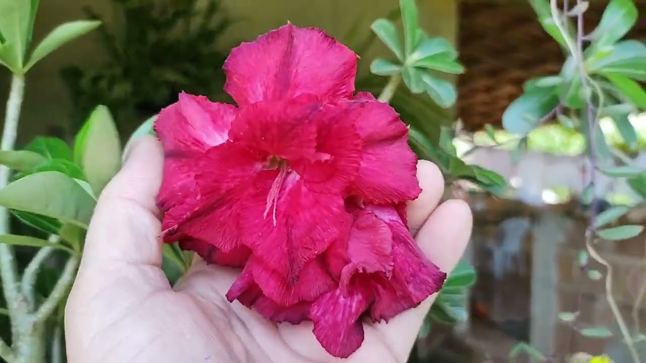 Rosas do deserto feitas através de semente e a parede verde