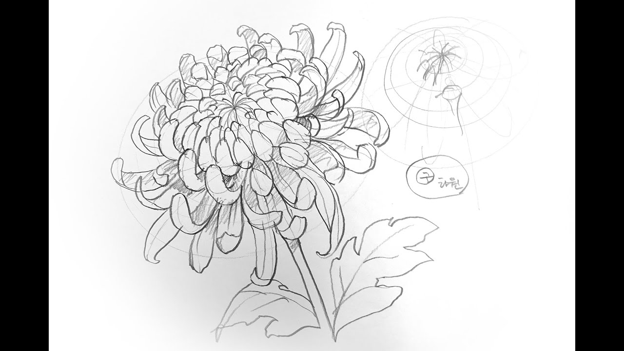 국화 스케치(Chrysanthemum sketch) 기초반 수업용 입니다.