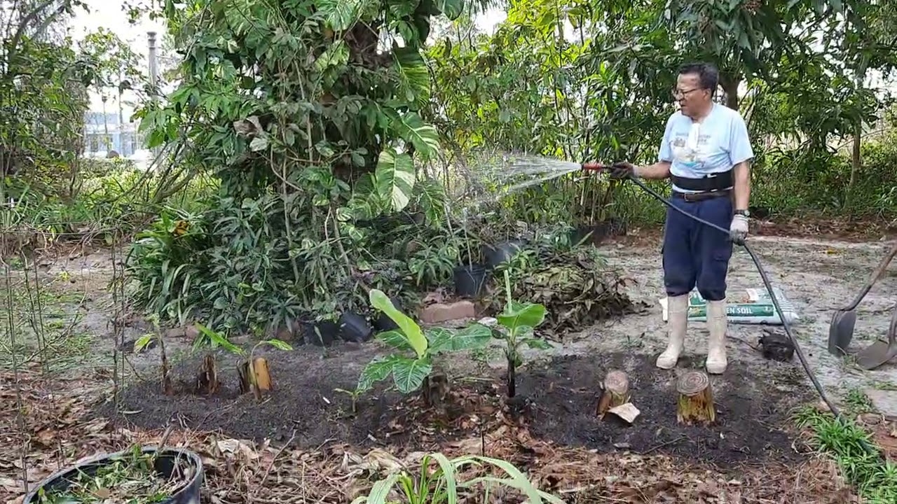 Look what happened to our bananas? 🍌