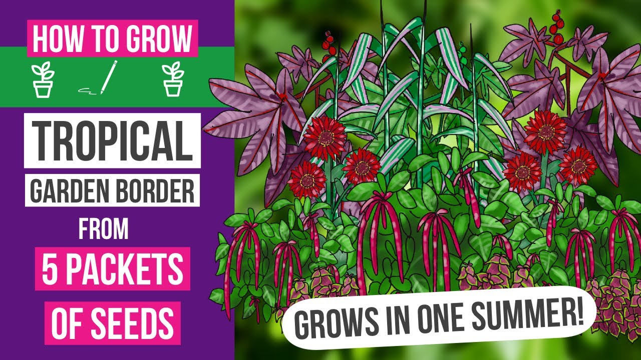 How to grow a tropical garden - 5 seed packets, only 1 year! 🌱🌴