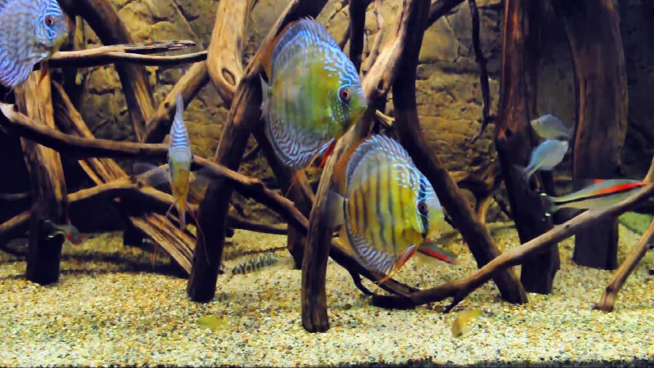 190g Wild Discus Biotope, Take II