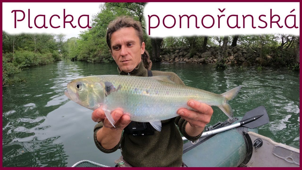 Placka pomořanská (alosa alosa)