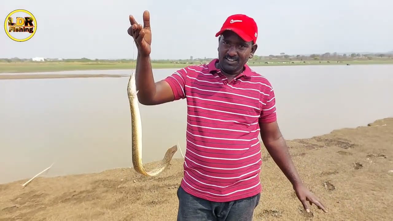 Bam Fishing |  Technique | Bam Fish Catching | Amazing Bam Fishing | LDR Fishing Videos
