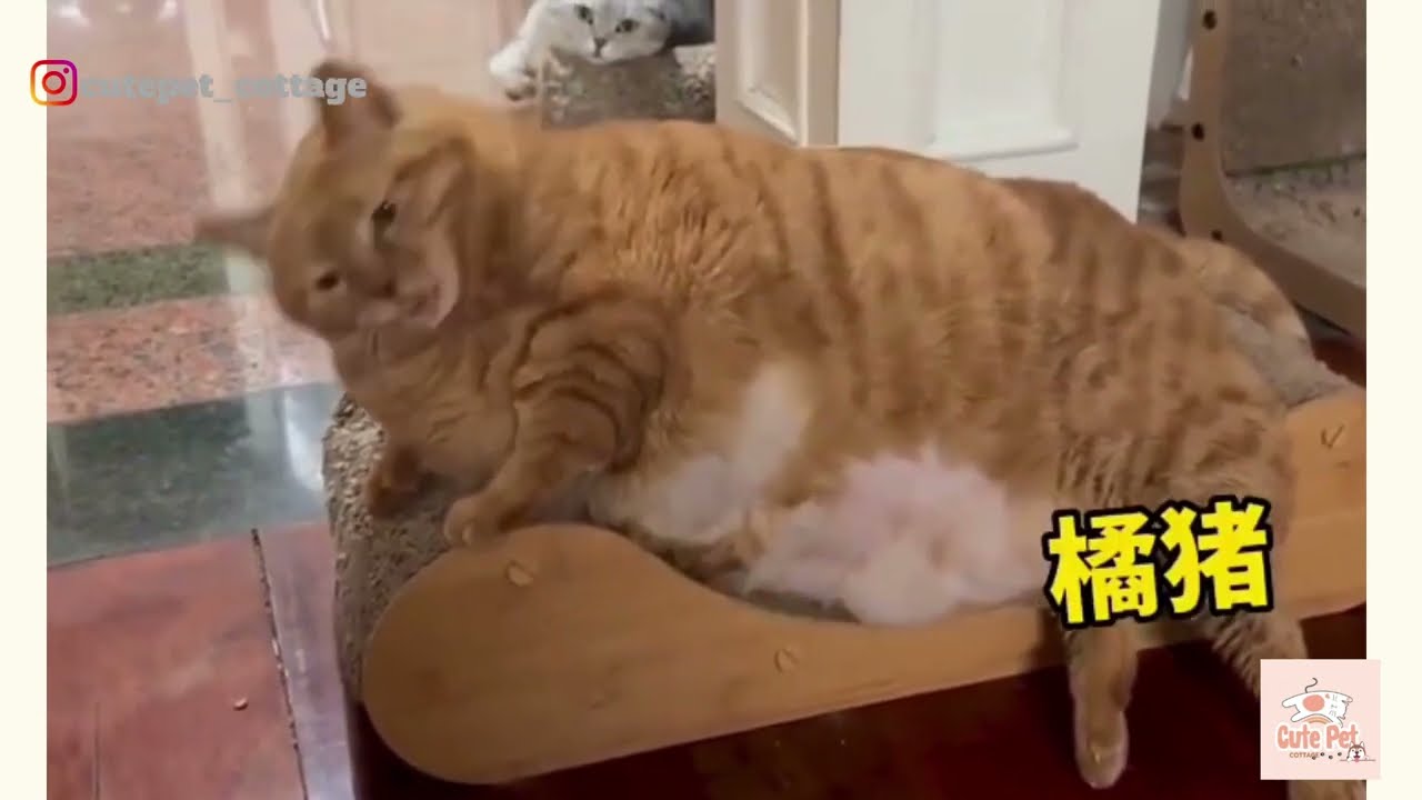 貓咪合輯 Cute pet 2023｜funny｜可愛｜有趣｜寵物