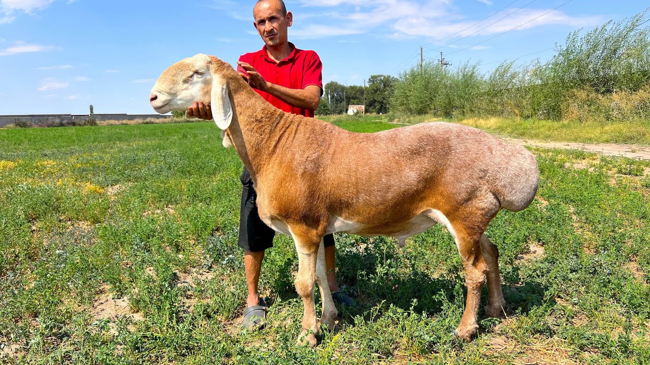 Элитный кочкорлор🖐🏻 Бакыт ажынын ЭЛИТА кочкорлору сатылат 