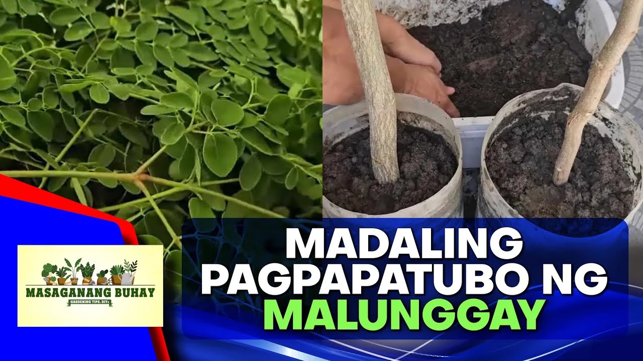Simpleng pagtatanim ng malunggay