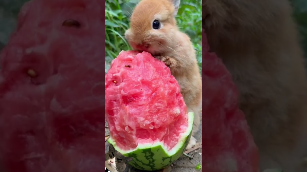 Este Conejito Fue Salvado De Un Destino Terrible..