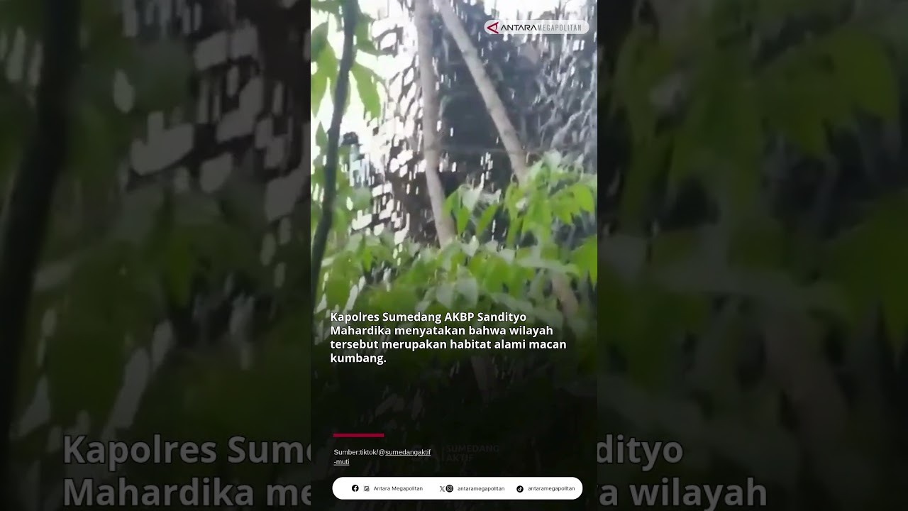 Macan Kumbang Gegerkan Warga Ganeas!